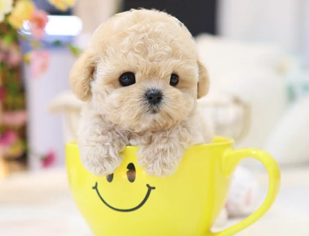 GERCEK KOREAN EXPORT TOY POODLE COCUKLARIMIZ - 11425