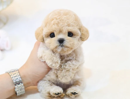 GERCEK KOREAN EXPORT TOY POODLE COCUKLARIMIZ - 11425 - Görsel 5
