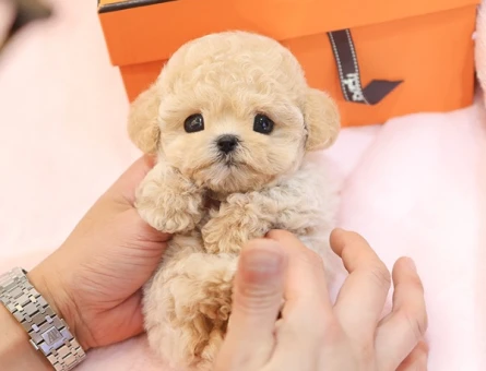 GERCEK KOREAN EXPORT TOY POODLE COCUKLARIMIZ - 11425 - Görsel 2