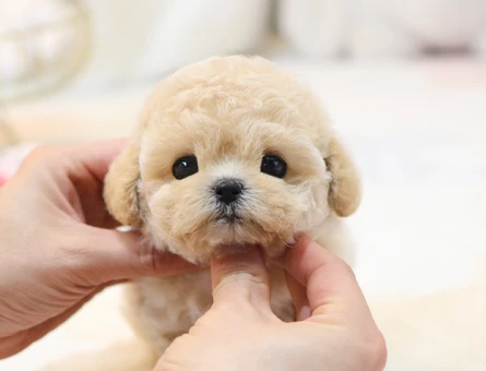 GERCEK KOREAN EXPORT TOY POODLE COCUKLARIMIZ - 11425 - Görsel 3
