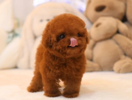 MUAZZAM GUZEL KORE TOY POODLE BEBISLERIMIZ - 11426