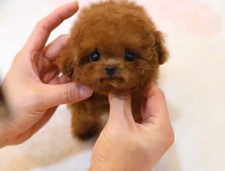 MUAZZAM GUZEL KORE TOY POODLE BEBISLERIMIZ - 11426 - Görsel 3