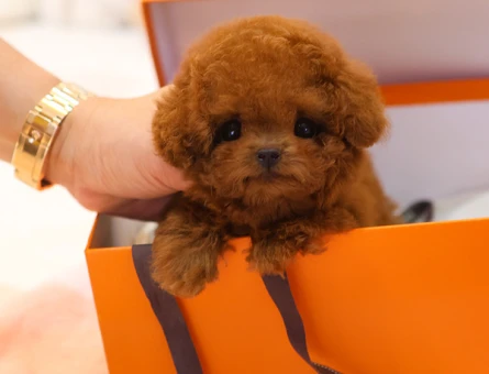 MUAZZAM GUZEL KORE TOY POODLE BEBISLERIMIZ - 11426 - Görsel 4