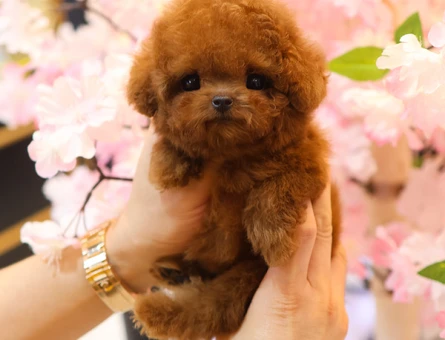 MUAZZAM GUZEL KORE TOY POODLE BEBISLERIMIZ - 11426 - Görsel 5