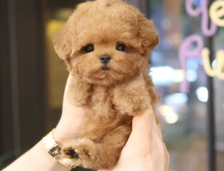 SHOW KALITE COK OZEL TOY POODLE YAVRULARIMIZ - 11428