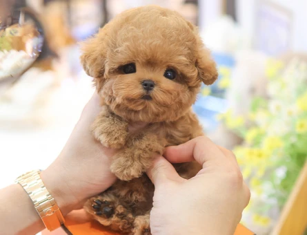 SHOW KALITE COK OZEL TOY POODLE YAVRULARIMIZ - 11428 - Görsel 3