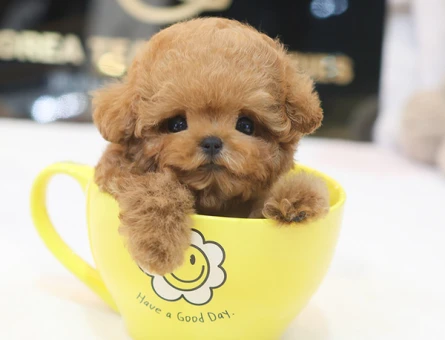 SHOW KALITE COK OZEL TOY POODLE YAVRULARIMIZ - 11428 - Görsel 4