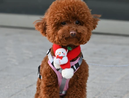 Toy poodle - 11427