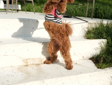 Toy poodle - 11427 - Görsel 3