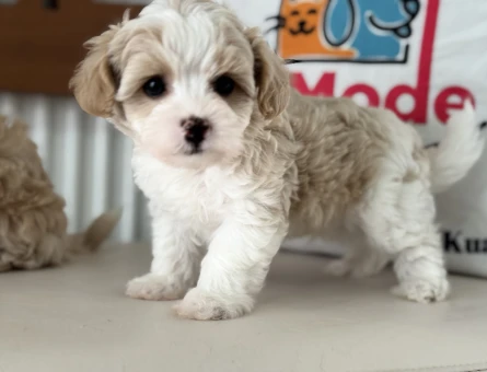 Wc eğitimli tea cup kore maltipoo yavrularımız - 11437