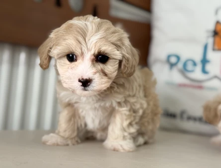 Wc eğitimli tea cup kore maltipoo yavrularımız - 11437 - Görsel 3