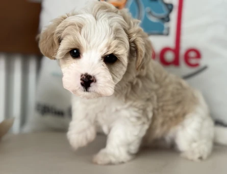 Wc eğitimli tea cup kore maltipoo yavrularımız - 11437 - Görsel 4