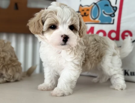 Wc eğitimli tea cup kore maltipoo yavrularımız - 11437 - Görsel 5