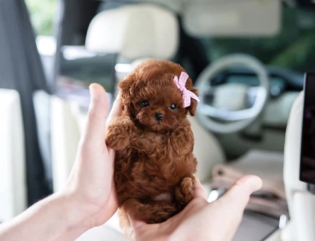 Orjinal Pomeranian yavrularımız - 11439