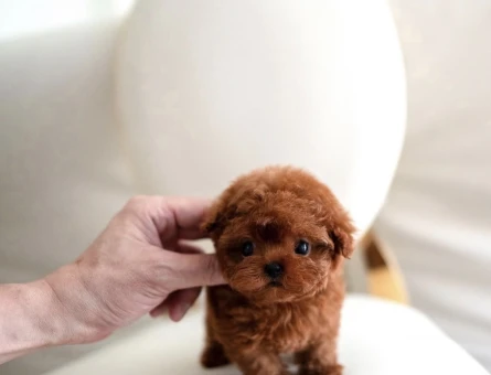 Orjinal Pomeranian yavrularımız - 11439 - Görsel 3