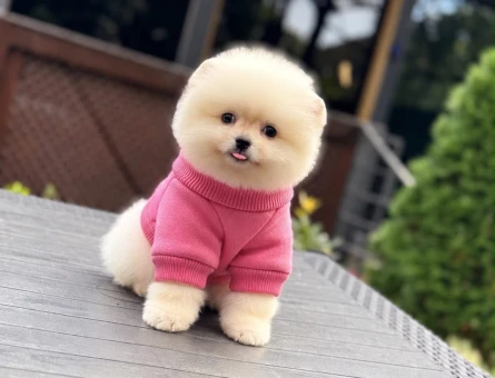 Orjinal Pomeranian Yavrumuz - 11440