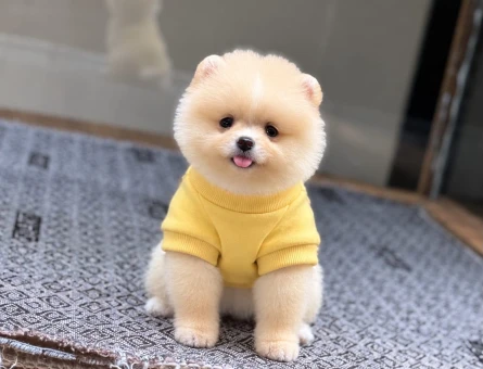 Orjinal Pomeranian Yavrumuz - 11440 - Görsel 3