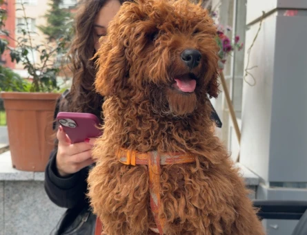 Sokakta Kalan Sevimli Dostumuza Acil Yuva Ariyoruz - 11442