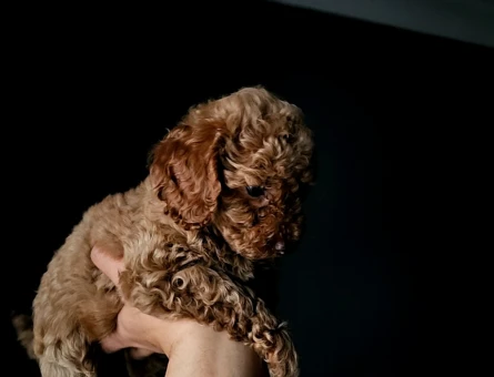 Toy Poodle Red Brown - 11447