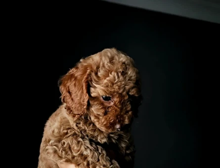 Toy Poodle Red Brown - 11447 - Görsel 3