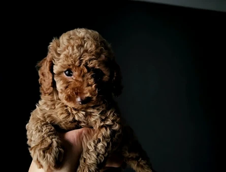 Toy Poodle Red Brown - 11447 - Görsel 4