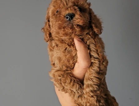 Toy Poodle Red Brown Ufak mı Ufacık - 11449