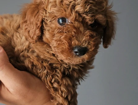 Toy Poodle Red Brown Ufak mı Ufacık - 11449 - Görsel 3