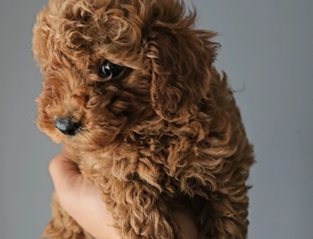 Toy Poodle Red Brown Ufak mı Ufacık - 11449 - Görsel 4