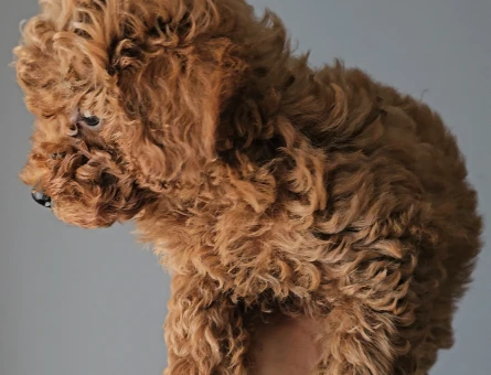Toy Poodle Red Brown Ufak mı Ufacık - 11449 - Görsel 5