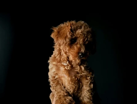 Toy poodle Orjinal Irk En Kıvırcık - 11450