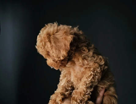 Toy poodle Orjinal Irk En Kıvırcık - 11450 - Görsel 3