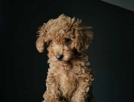 Toy poodle Orjinal Irk En Kıvırcık - 11450 - Görsel 4