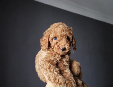 Toy Poodle Mini Mini Bebek - 11451