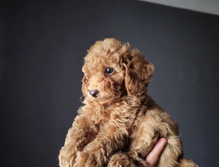 Toy Poodle Mini Mini Bebek - 11451 - Görsel 3
