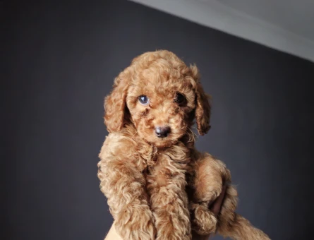 Toy Poodle Mini Mini Bebek - 11451 - Görsel 4