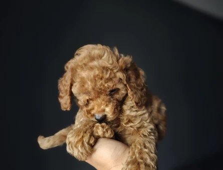 Toy Poodle Kore Teacup - 11452