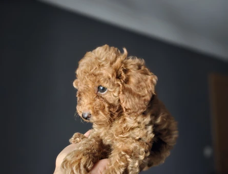 Toy Poodle Kore Teacup - 11452 - Görsel 3
