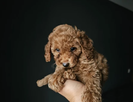 Toy Poodle Kore Teacup - 11452 - Görsel 4