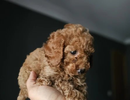 Toy Poodle Kore Teacup - 11452 - Görsel 5