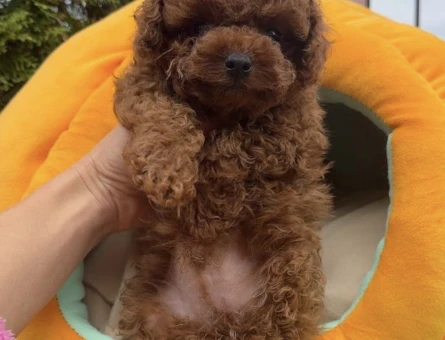 Poodle Yavrular - 11459