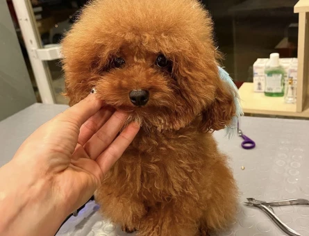 Poodle Yavrular - 11459 - Görsel 3