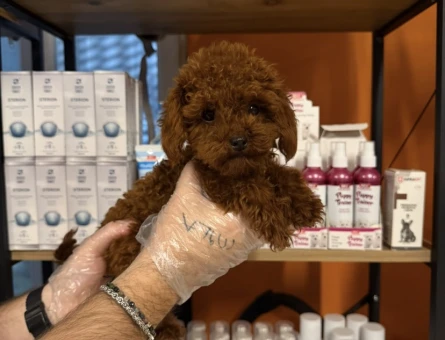 Red toy poodle bebeklerimiz - 11462