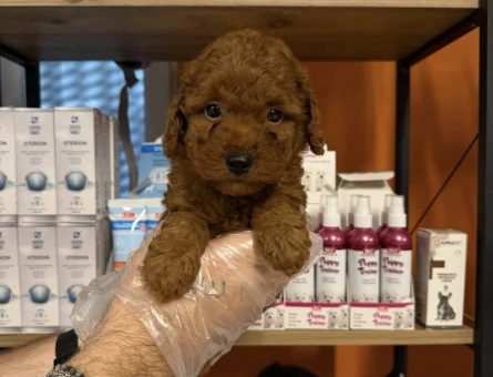 Red toy poodle bebeklerimiz - 11462 - Görsel 3