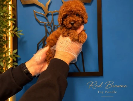 Red toy poodle bebeklerimiz - 11462 - Görsel 4