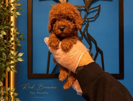 Red toy poodle bebeklerimiz - 11462 - Görsel 5