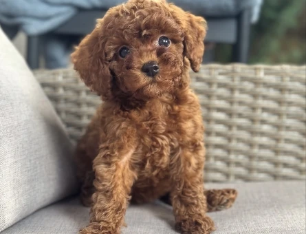 TOY POODLE YAVRUMUZ GOFRİK - 11467