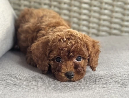 TOY POODLE YAVRUMUZ GOFRİK - 11467 - Görsel 3