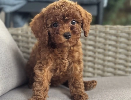TOY POODLE YAVRUMUZ GOFRİK - 11467 - Görsel 4