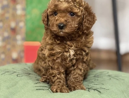 SAFKAN TOY POODLE YAVRUMUZ LUNA - 11468