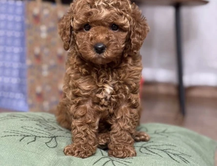 SAFKAN TOY POODLE YAVRUMUZ LUNA - 11468 - Görsel 3